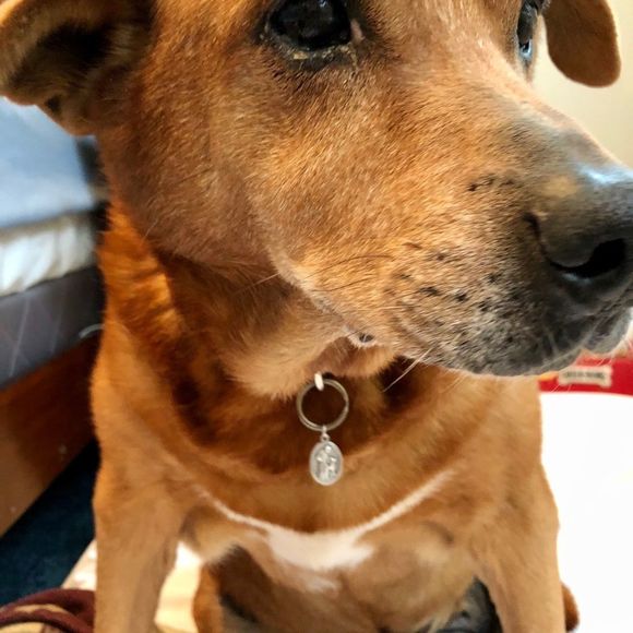 ST FRANCIS TAG MEDAL WITH STERLING NECKLACE & CARDS PET CHARITY - Picture 3 of 15